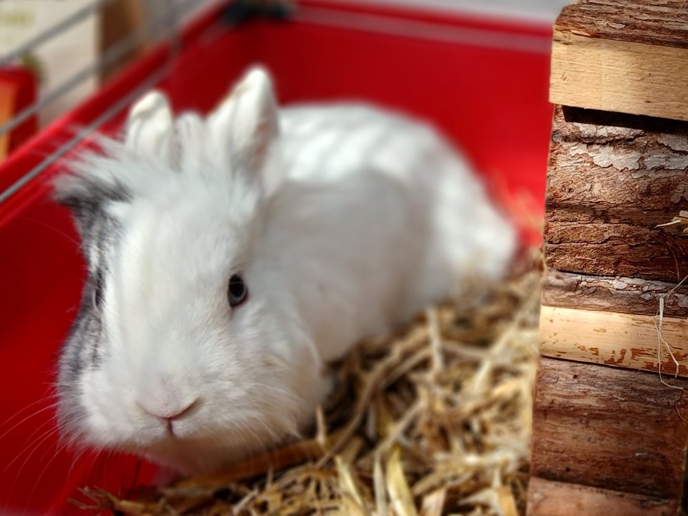 Mehr Info zu Fiffy und Leo - Osterhasenpärchen