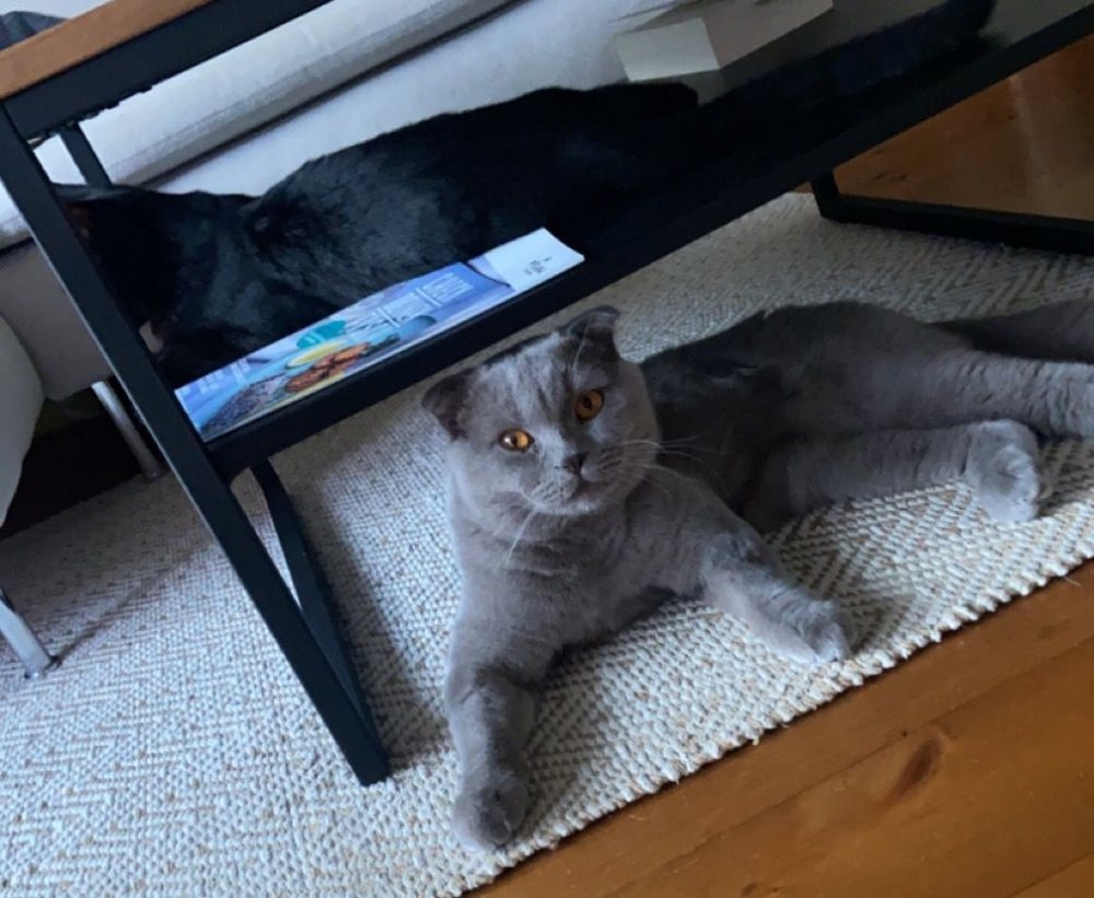 Scotty  und  Bobo