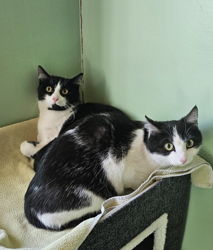 Mehr Info zu Marley und Mogli