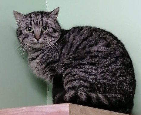 Ossi