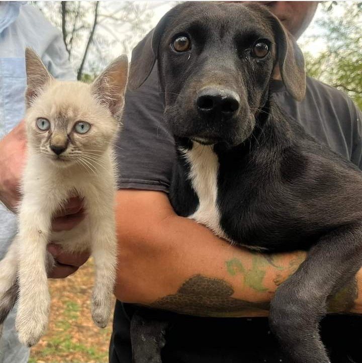 Mehr Info zu Hund und Katz gemeinsam