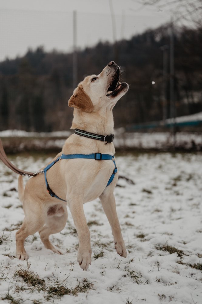 Mehr Info zu  Merlin 